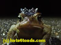 /home//u458753944/public_html/sourcegallery//Roxborough Toad Detour/2021/2021-03-31/P3310121.JPG
